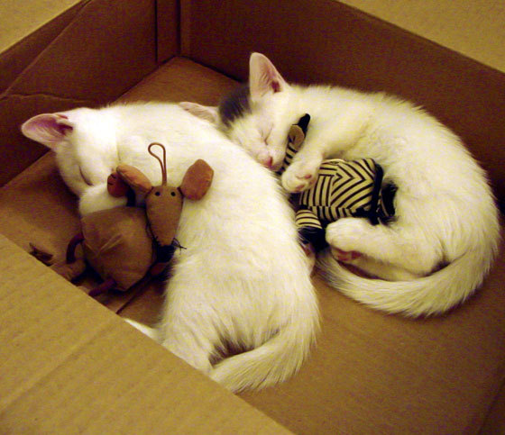 塔图姆全程高能输出闪耀全场，快船末节一波流带走步行者