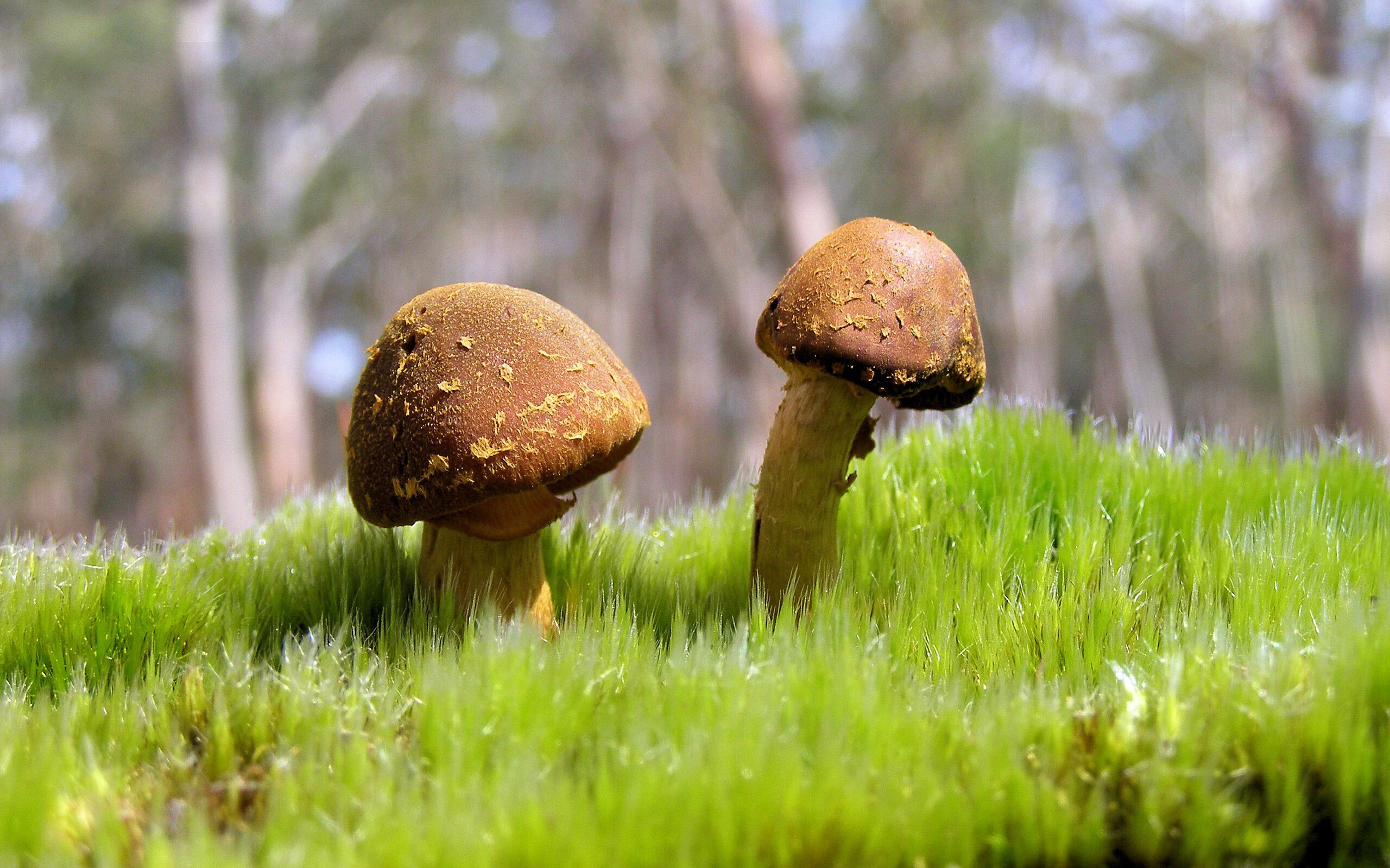 跨界对决，乌克兰战车粉碎加拿大冰球，足球巨星阿圭罗上演冰上制胜传奇