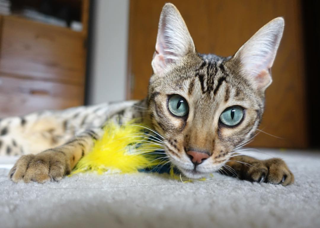 虚拟与现实，当上海队攻克魔术，欧冠之夜解锁体育元未来