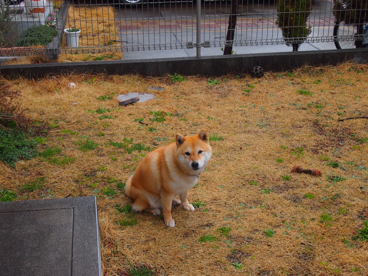 冷雨夜的活塞关键先生，霍勒迪如何扼住命运的喉咙？