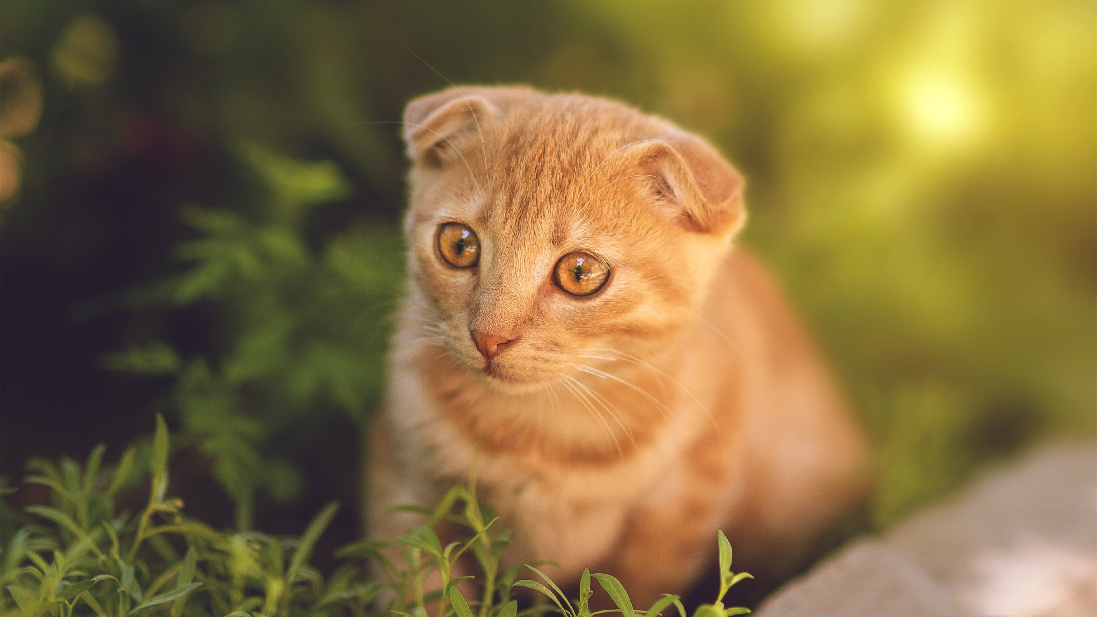 钢铁防线与致命一击，孔德主宰，土耳其豪门收割亚特兰大之战