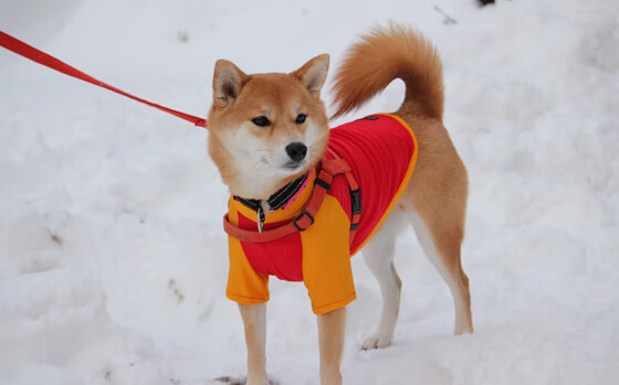 数据不会说谎！保罗用23次助攻撕开联盟第一的伪装