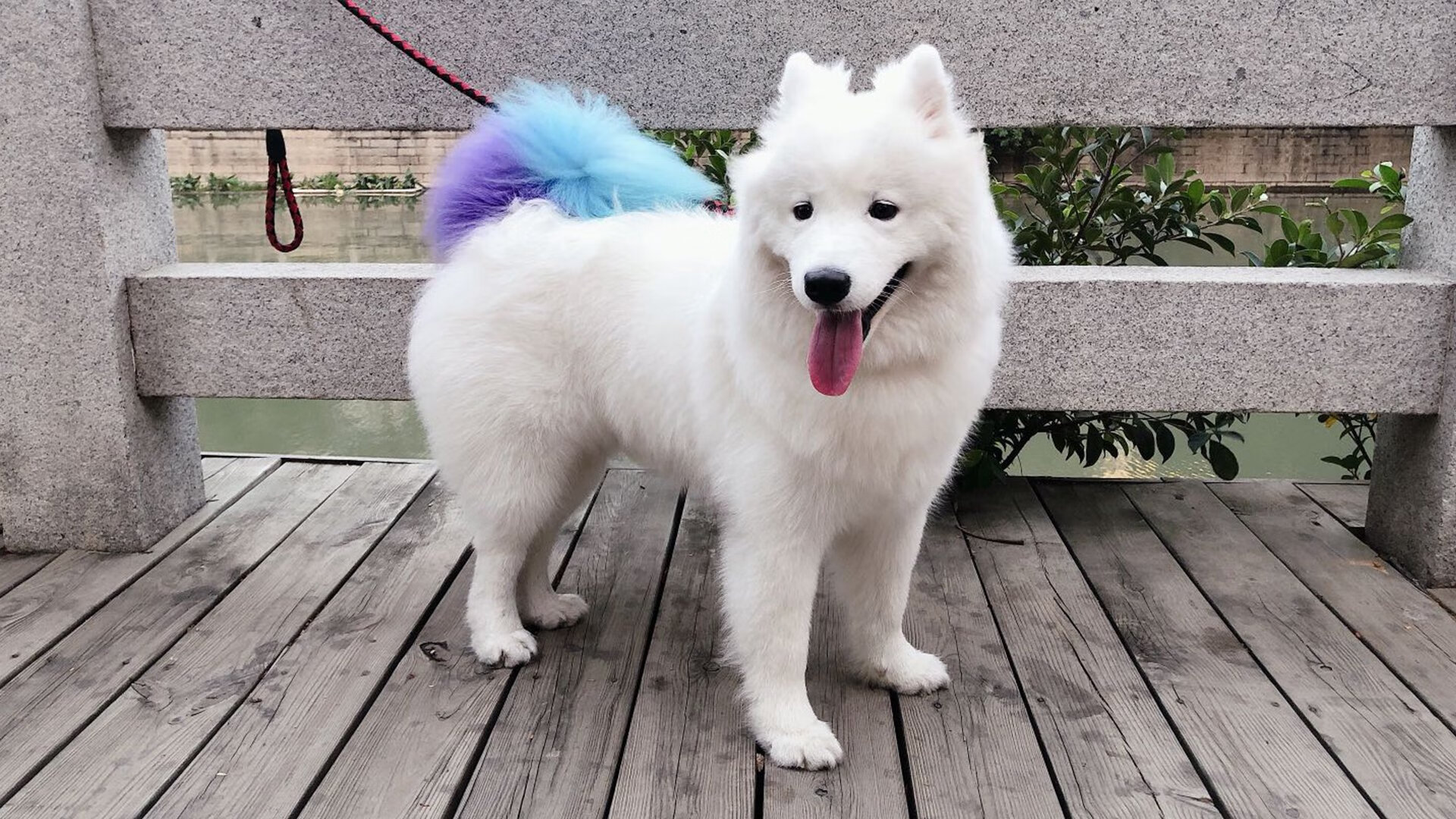 骑士与夜莺，东决关键战之夜，卡拉斯科的燃烧诗篇