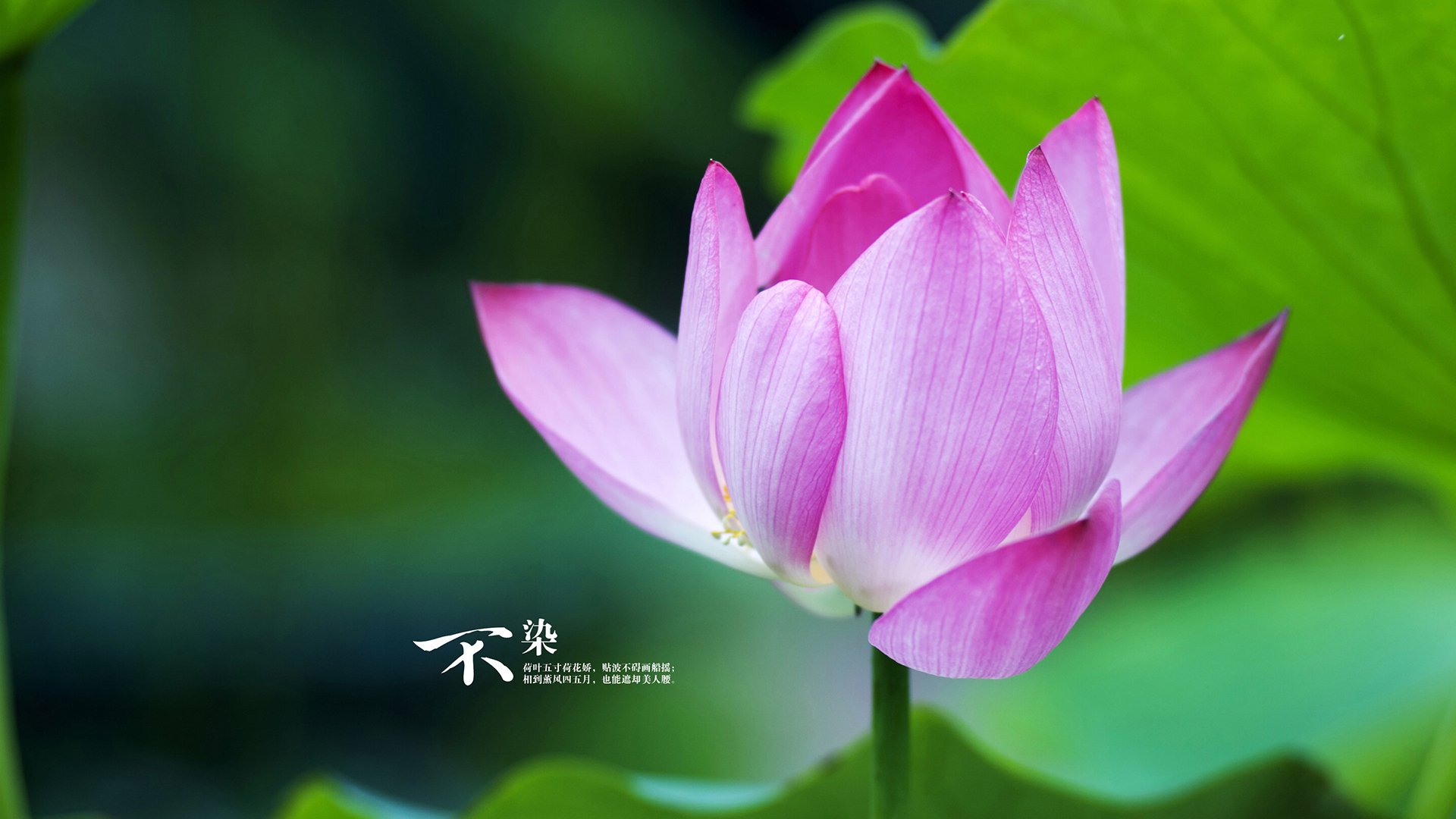 胜利与救赎，威尔士稳胜澳大利亚，黄喜灿铸就自我重生之路