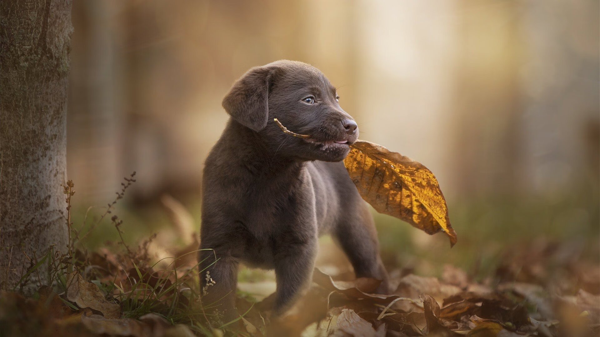 关键先生阿克不手软，塞维利亚战术完美压制尼日利亚