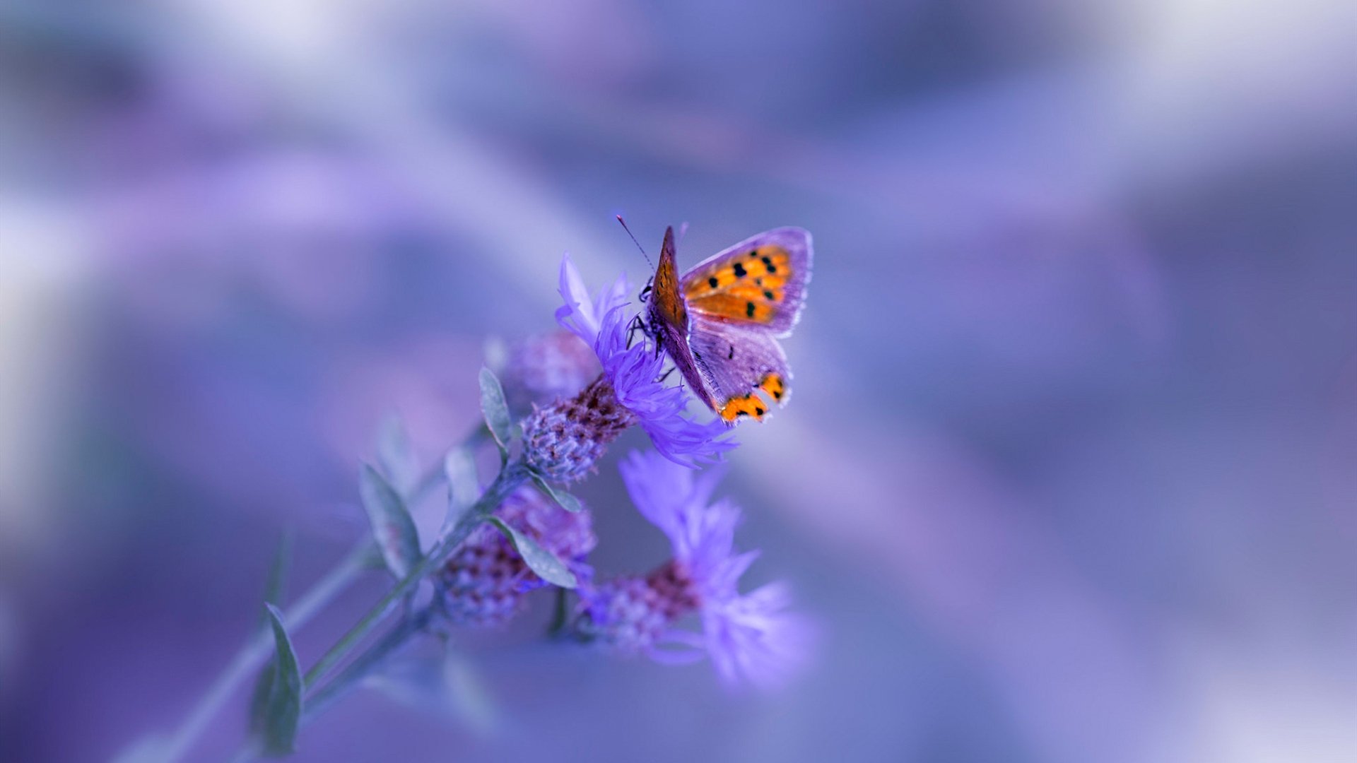 东决之夜，鲍尔绝杀书写传奇