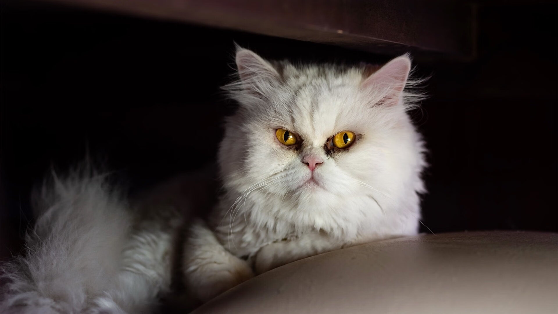 阿坎吉一战封神!铁闸镇山河,高能输出导演克罗地亚险胜芬兰