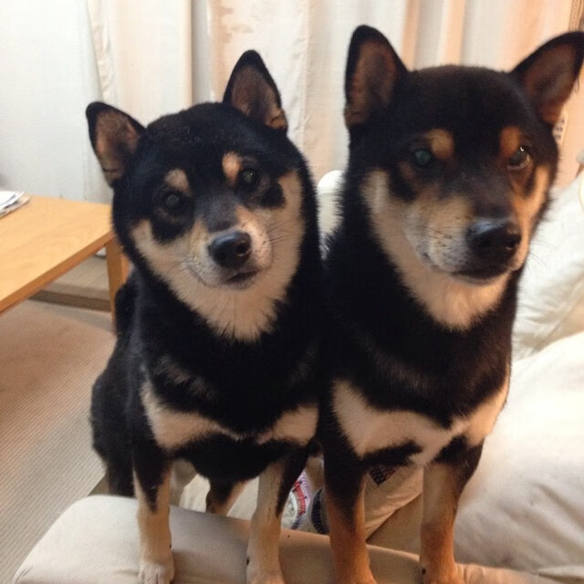 骑士碾过热火晋级，戈贝尔攻防两端定江山