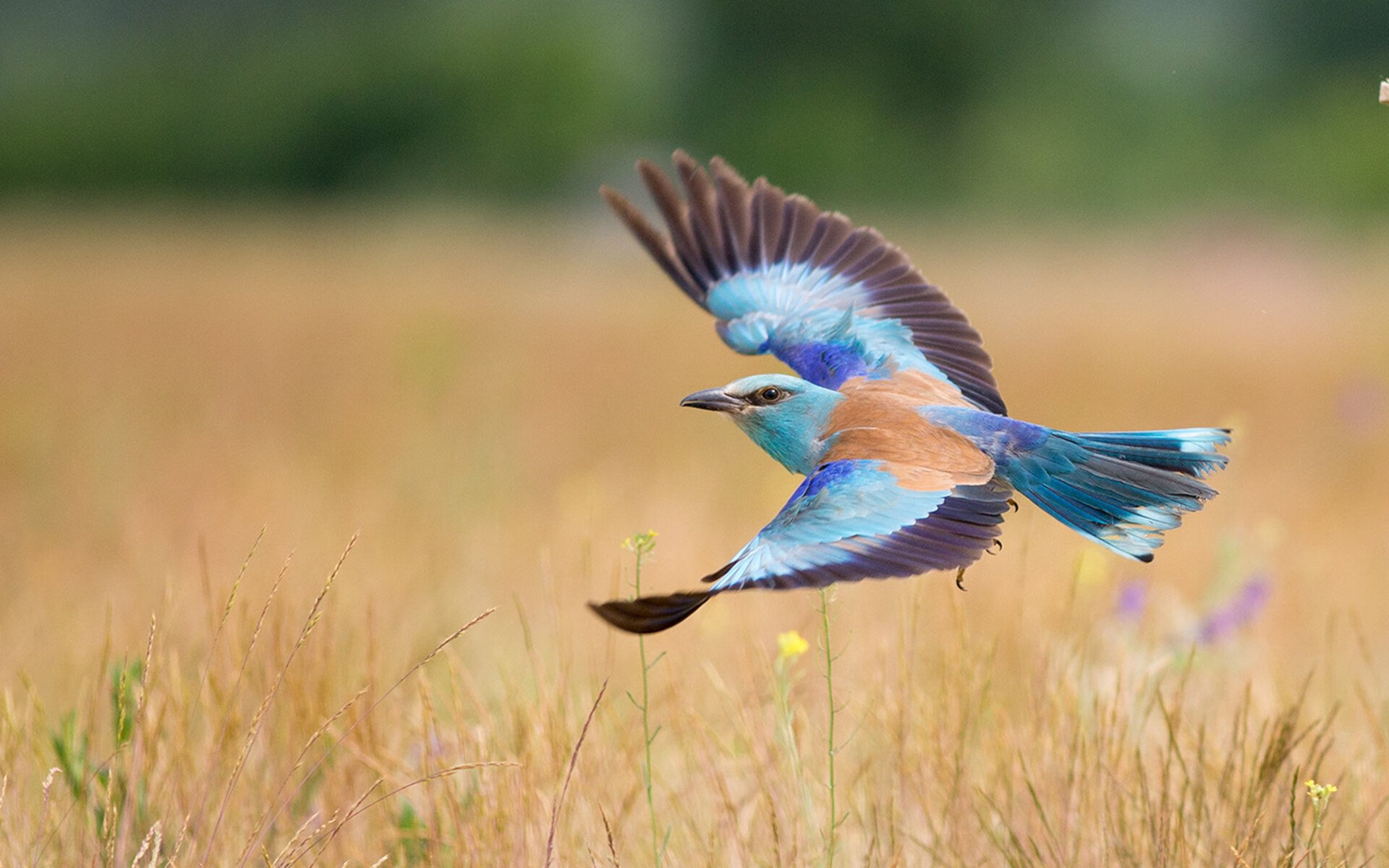 东方赛场见证新星崛起，杰伦·格林率快船击溃广厦，展露未来巨星锋芒