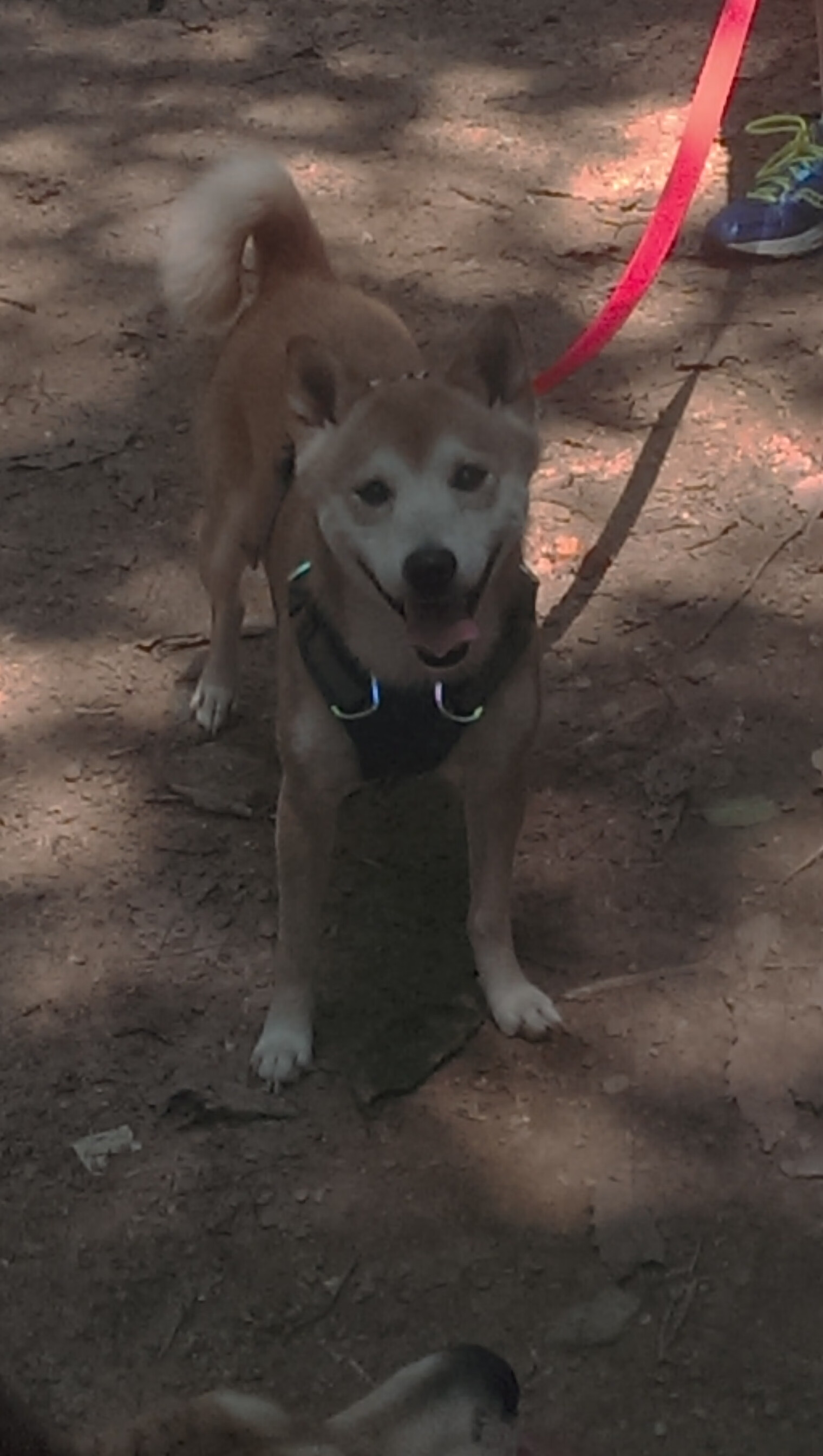 福克斯猎杀夜!国王核心轰35+9摧毁活塞,老鹰展翅速胜展露季后赛獠牙