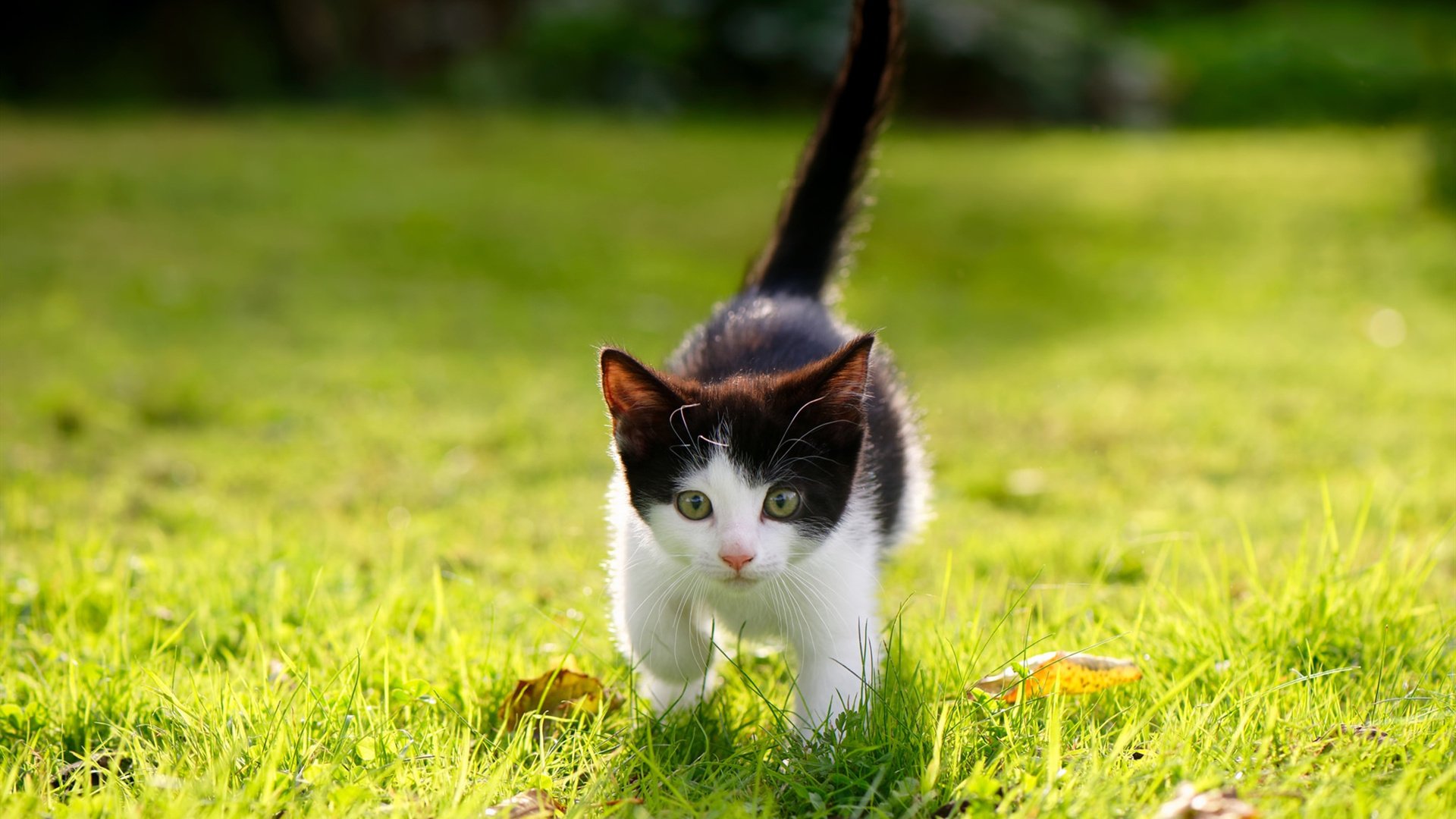 恩比德全能统治，灰熊攻防两端完胜山西队